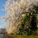 Cherry blossoms.